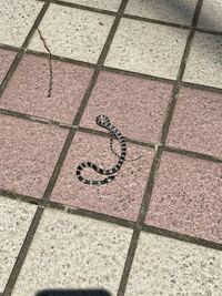 この蛇なんですか？ 家の前で死んでいました。