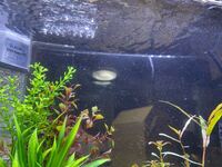 水槽を立ち上げたのですが 最初の2日は透明な水でとてもキレイだ Yahoo 知恵袋