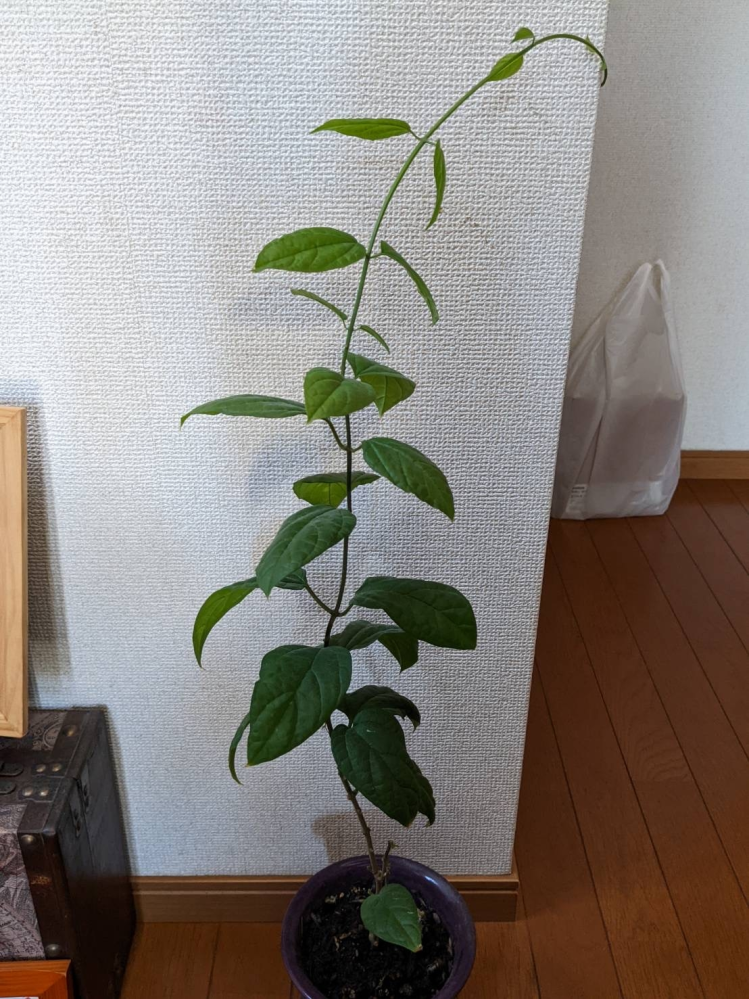 この植物の名前わかる方いますか？