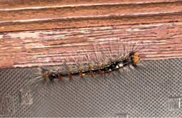 【キモ注意】家の玄関のとびらにいました。2センチぐらいの虫です。 1.この毛虫みたいなのはなんといい虫ですか。 2.なにか人間に害はありますか？