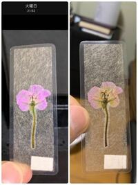 つい最近押し花のしおりを作ったのですが左が2日前にラミネート加工したばかり Yahoo 知恵袋