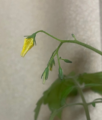 トマトの花が今日の朝咲いていて 夜になったら 閉じていました 夜になるとト Yahoo 知恵袋