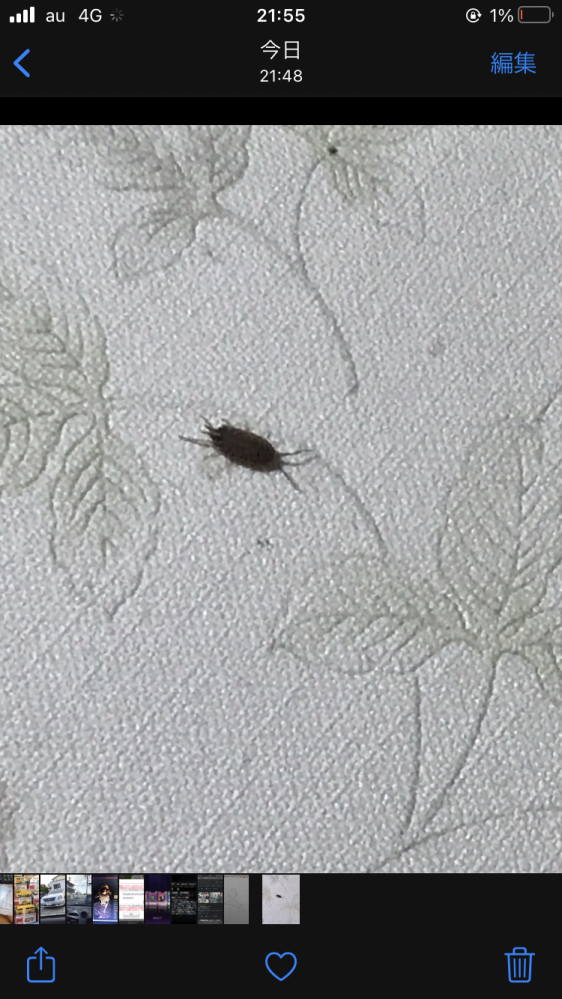 この虫なんですか？部屋の壁にいました。G?