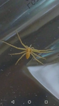 至急 クモ 蜘蛛 家 種類 コレは何蜘蛛ですか 部屋にクモが出 Yahoo 知恵袋