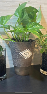 この観葉植物の名前は何かご存じでしょうか 2年前に購入しましたが Yahoo 知恵袋