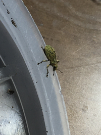 2 3mmのゾウムシ 子供でしょうか 息子が捕まえてきました 種類は Yahoo 知恵袋