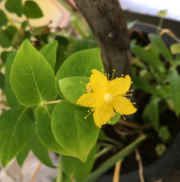 この植物は何ですか 勝手に鉢から数本生えてきて今 黄色い花が咲いています Yahoo 知恵袋