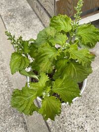 大葉の苗を買ってプランターに植えました このような状態ですが何からするべき Yahoo 知恵袋