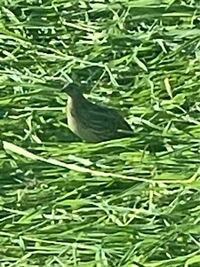 野鳥について詳しい方 この鳥はうずらでしょうか キジのメス Yahoo 知恵袋