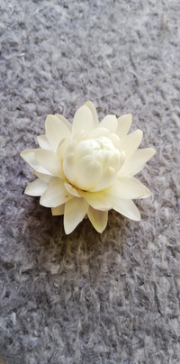 ヘリクリサムは 花を詰んだあとはいくら日光に当ててももう開きませんか Yahoo 知恵袋
