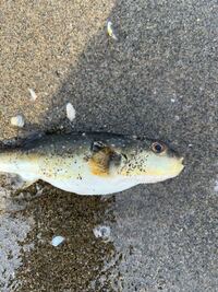 この魚なんですか クサフグです 残念ながら 肝はもちろん Yahoo 知恵袋