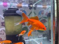 至急この金魚の名前を教えてください 赤魚です Yahoo 知恵袋
