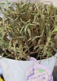 この状態のカーネーションって復活すると思いますか 母の日にもらっ Yahoo 知恵袋