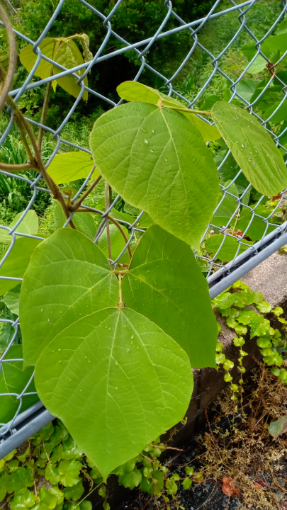 この大きな葉の植物の名前を教えて下さい 葛 クズ に見えます Yahoo 知恵袋