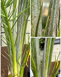 フェニックスロベレニー病気 ロベくん 古葉が白い斑点 真ん Yahoo 知恵袋