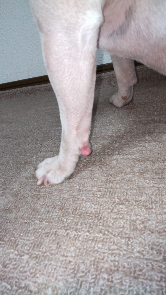 イヌ 解決済みの質問 Yahoo 知恵袋