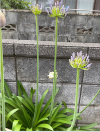 花の名前を教えて下さい 背が高く 写真のように紫の花 が咲いています Yahoo 知恵袋