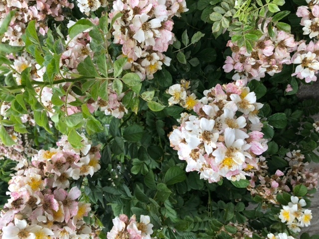 4月後半から5月に咲く 桜に似た白い花の木は何という種類でしょうか 画像は Yahoo 知恵袋