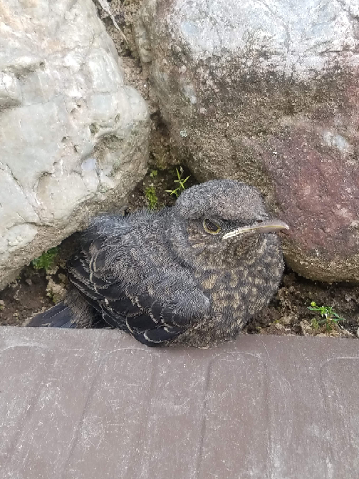 この鳥はなんて言う種類ですか 野良猫が捕獲して見せに来ました このあ Yahoo 知恵袋