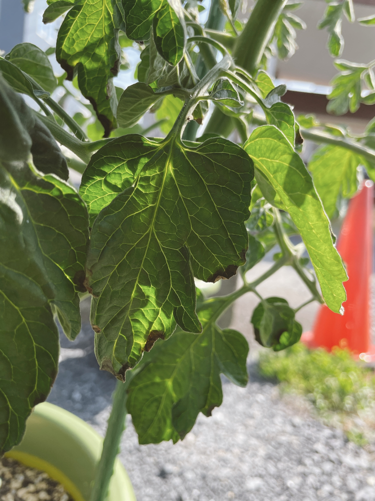 Apg植物分類体系とは何ですか 分かりやすくかみ砕いて教えて下さい今まで思 Yahoo 知恵袋