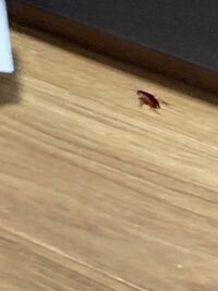 至急
この虫なんですか？ゴキブリですか？
ゴキブリってこんな赤いですか？
(画像ブレてて申し訳ないです) 