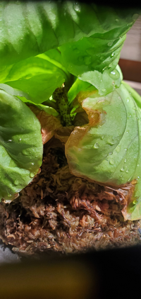 質問失礼します 先程ビカクシダにカイガラムシがいたので駆除していたら貯水葉 Yahoo 知恵袋