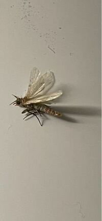 昨晩家の中にこんな虫がいました。一匹だけですが。シロアリではないでしょうか？どなたかお詳しい方お願い致します。 
