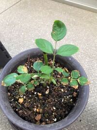 貰った花束から薔薇 品種不明 を挿し木し 育てています 暖かくな Yahoo 知恵袋