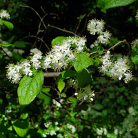 この写真の花はなんという名前でしょうか 白くてふわふわした見た目 Yahoo 知恵袋