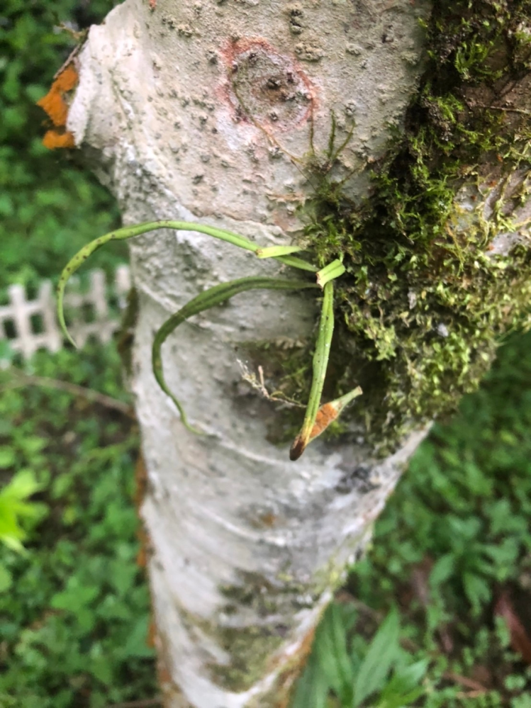 この植物の名前を教えて下さい ノキシノブだと思います Ht Yahoo 知恵袋