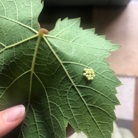 ブドウの新芽に産み付けられている透明の直径1mmくらいの透明 Yahoo 知恵袋