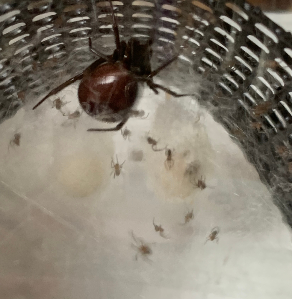 今日子グモが産まれました とりあえずあと2日くらいしたら親グモを別の容器に Yahoo 知恵袋