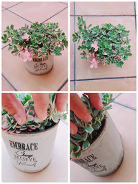 ポーチュラカの植え替え ポーチュラカマジカルキューティー１株を Yahoo 知恵袋