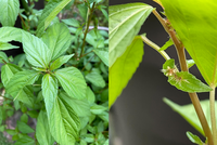 大葉の苗を買ってプランターに植えました このような状態ですが何からするべき Yahoo 知恵袋