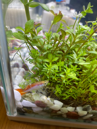 グッピーが動きません水槽立ち上げ2日目です熱帯魚屋さんから購入し 水温合わ Yahoo 知恵袋