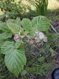 これはラズベリーでしょうか またこの部分は ラズベリーの花になる Yahoo 知恵袋