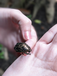 この茶色でマダラの虫は何ですか 緑のカナブンと戦わせるとシューシュー Yahoo 知恵袋