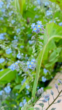 この花の名前わかる方いませんか 毎年家の玄関にさく小さな青い花です 雑草だ Yahoo 知恵袋