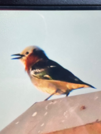 この鳥は何という名前かわかる方 教えて下さい 夏鳥でコムク Yahoo 知恵袋