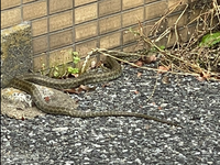 この蛇って何という種類ですか？
毒性はありますか?
家の近くにいて怖いです 