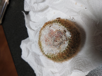 ルートンをまぶした後は水を数日控えるのでしょうか 土に挿した Yahoo 知恵袋