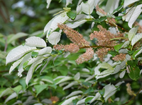この花の名前は なんでしょうか 昨日 福井県大野市上小池の駐車場 Yahoo 知恵袋