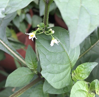 なんだかわからない花です 野菜のような気もしますが わかる方いら Yahoo 知恵袋