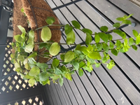 この植物の名前を教えてください だいぶ伸びてきたのでお手入れをしてやりたい Yahoo 知恵袋