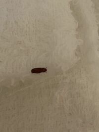 家によく小さく茶色い虫を見かけますがゴキブリの赤ちゃんなのでしょ Yahoo 知恵袋