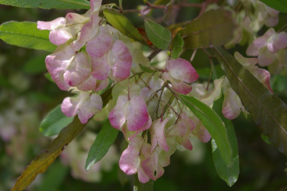 この花の名前を教えてください ドドナエアだと思います Yahoo 知恵袋