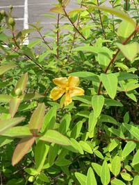 植物に詳しい方にお願い致します 公園にて見つけました 黄色 Yahoo 知恵袋