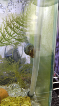 この貝はなんでしょうか タニシが星になった直後に小さな稚貝がいて てっきり Yahoo 知恵袋