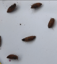 ベランダのプランターで育てているトマトの土に このような虫が大量にいること Yahoo 知恵袋