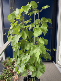 鉢植えブドウ2年目の枝管理について 我が家のベランダ鉢植え シャ Yahoo 知恵袋